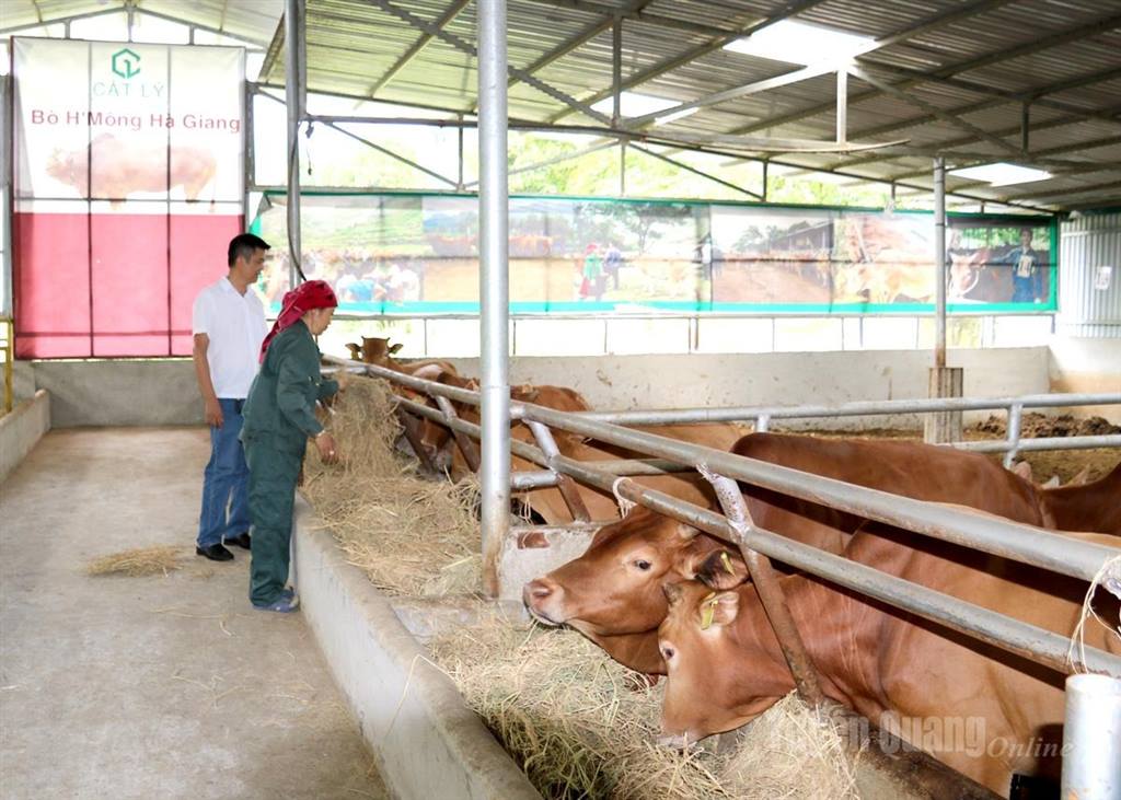Nâng cao giá trị sản phẩm thịt bò vàng Cao nguyên đá