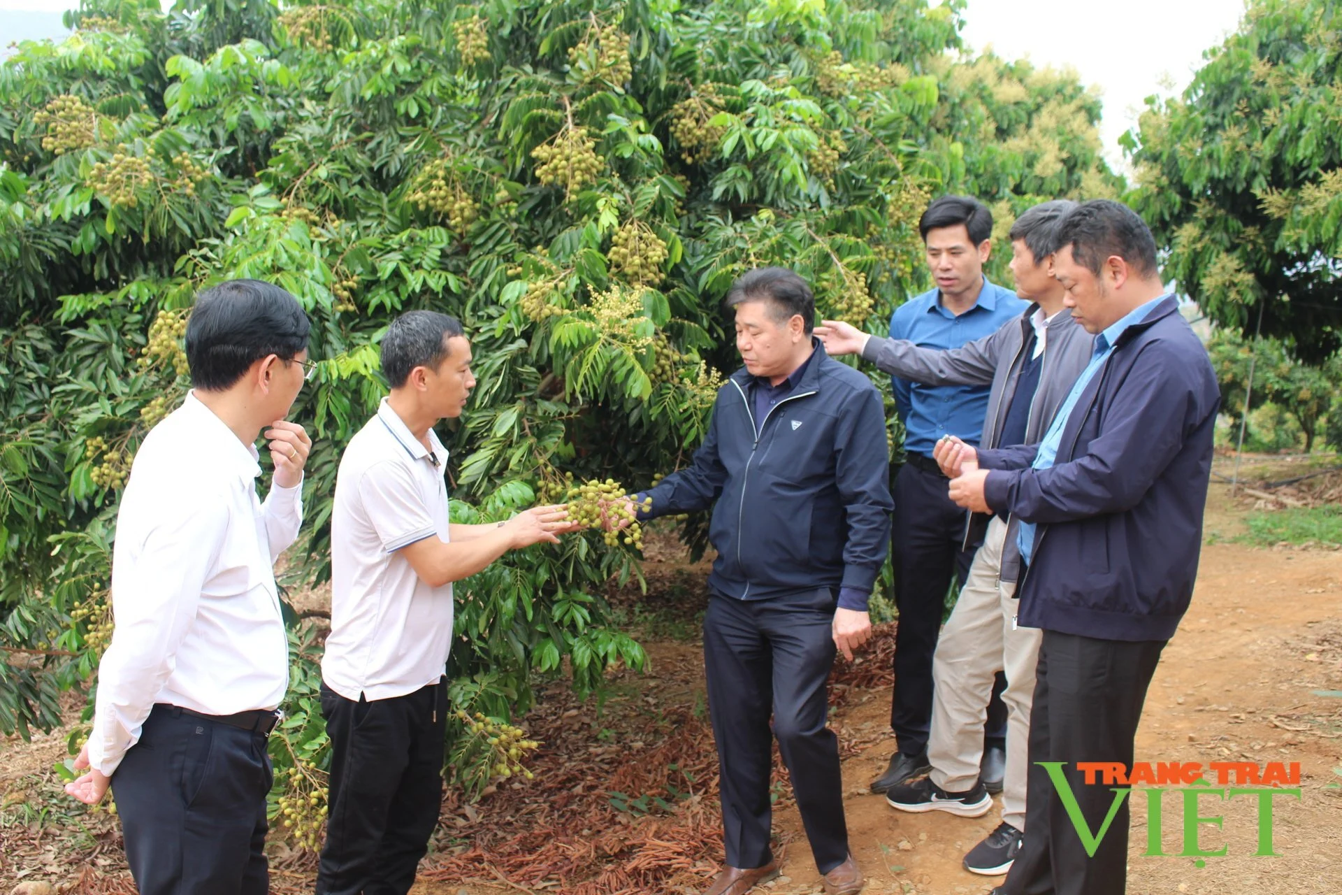 Cách nông dân Sơn La chăm sóc cây nhãn để đạt năng xuất cao nhất
