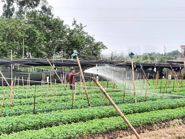 Đồng Tháp: Nhiều nông dân sản xuất, kinh doanh giỏi trở thành Giám đốc HTX, doanh nghiệp nông nghiệp