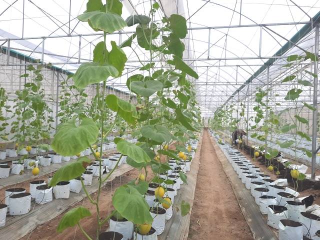 Khánh Hòa: Trên 79.000 hộ đạt danh hiệu hộ nông dân sản xuất, kinh doanh giỏi