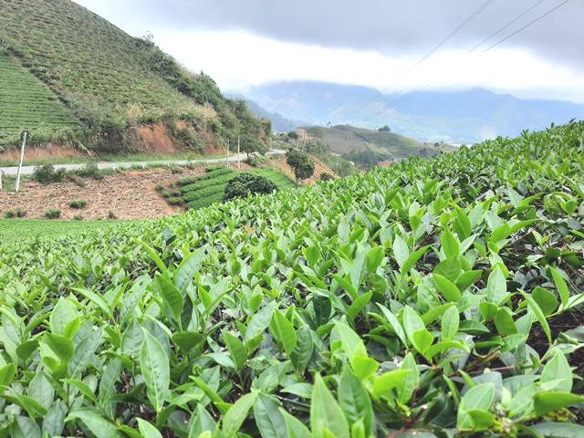 Nghệ An: Trên 140 nghìn hộ đạt danh hiệu sản xuất, kinh doanh giỏi các cấp