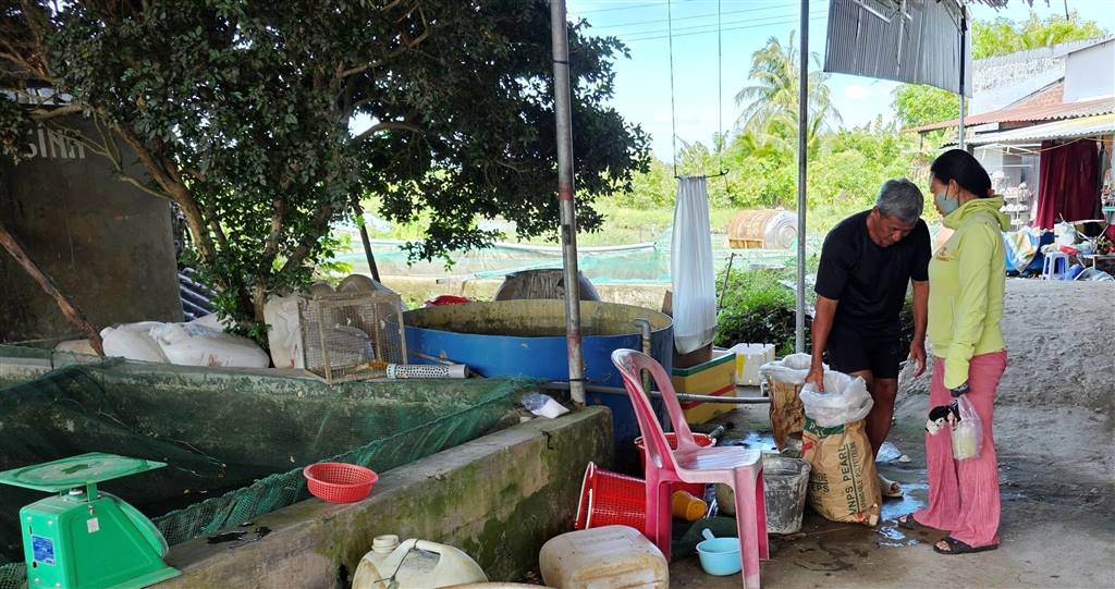 Cá giống ở ĐBSCL bắt đầu tăng giá