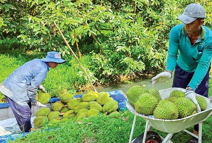 Sầu riêng Ri 6 ở ĐBSCL giảm giá mạnh
