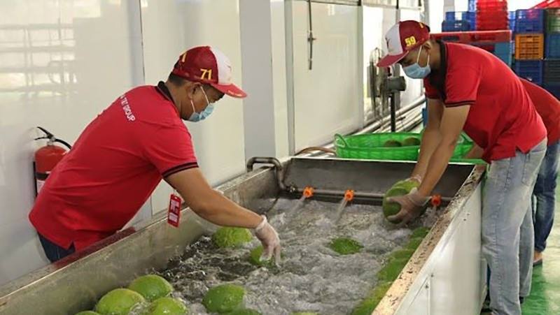 Đa dạng thị trường tiêu thụ rau quả