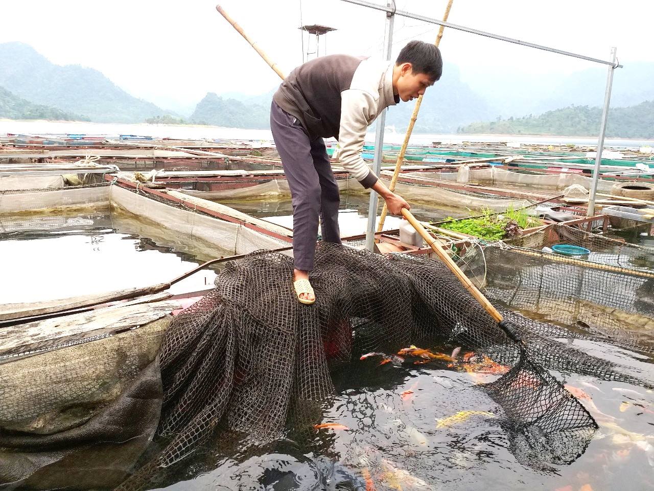 Lập trang trại cá lồng trên mặt hồ Na Hang