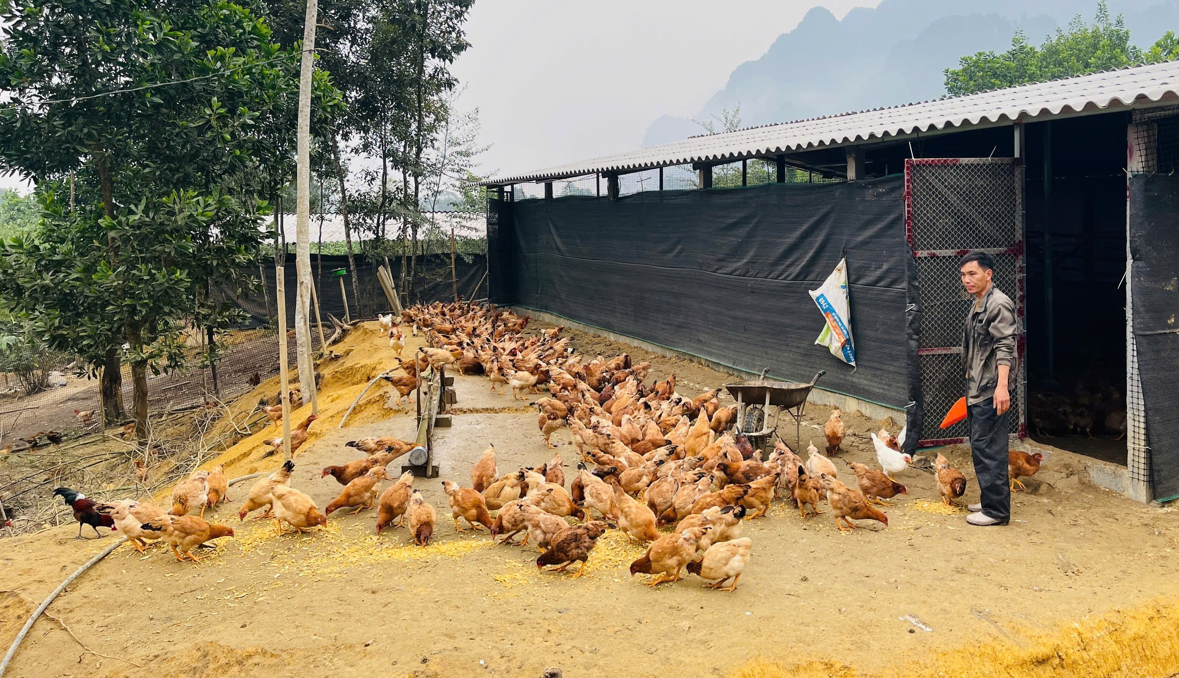 Tuyên Quang: Thu lãi 240 triệu đồng mỗi năm từ chăn nuôi tổng hợp