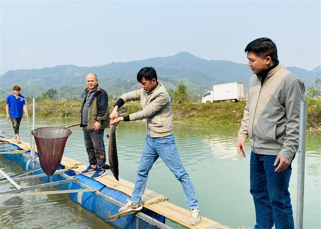 Tuyên Quang: Thu nhập cao từ nuôi cá tầm trong lòng hồ thủy điện