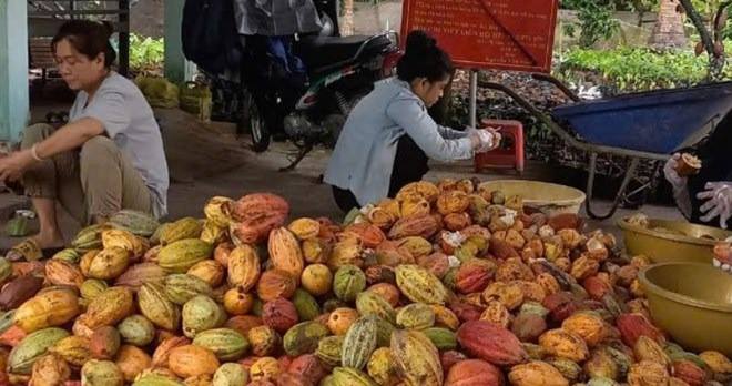 Giá ca cao tăng mạnh, nhà vườn ở Vĩnh Long phấn khởi mở rộng diện tích