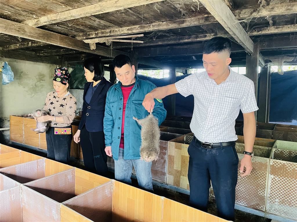 Hà Giang: Nâng cao thu nhập từ nuôi dúi