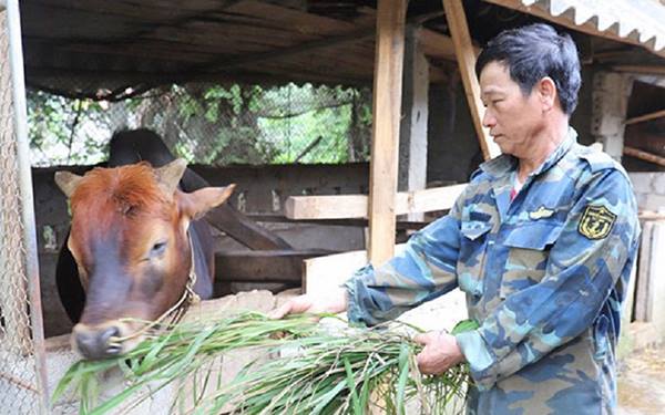 Cựu chiến binh Hà Tĩnh xung kích trên mặt trận kinh tế