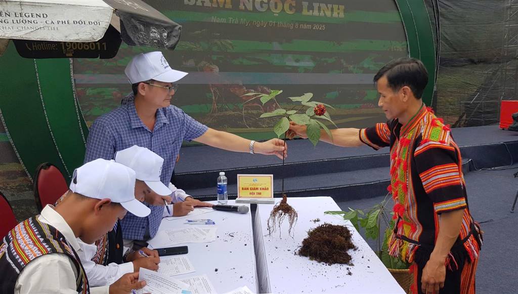 200 cây sâm tranh tài tại Hội thi sâm Ngọc Linh