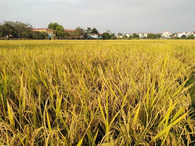 Đồng Nai: Tiên phong phát triển nông nghiệp công nghệ cao và chuyển đổi số nông nghiệp