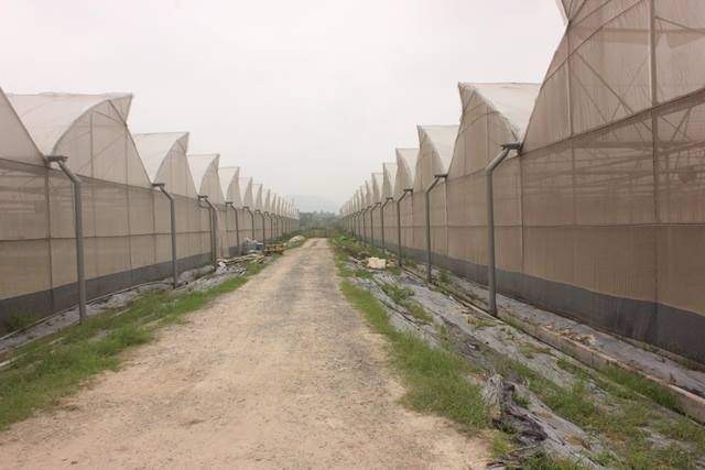 Bắc Ninh: Thành lập 32 Câu lạc bộ nông dân sản xuất, kinh doanh giỏi