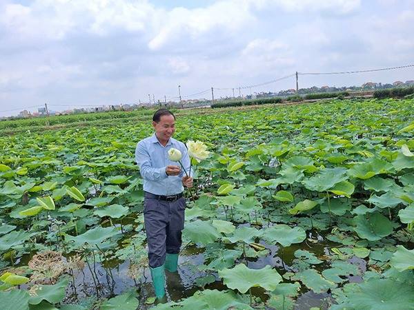 HTX gom đất trồng hoa công nghệ cao