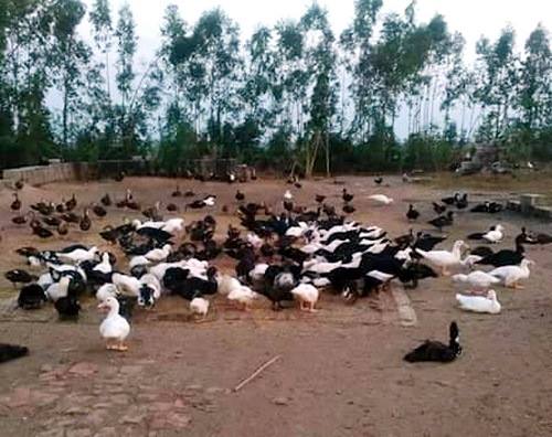 Lai Châu: Nhiều gương điển hình trong phong trào nông dân thi đua sản xuất kinh doanh giỏi