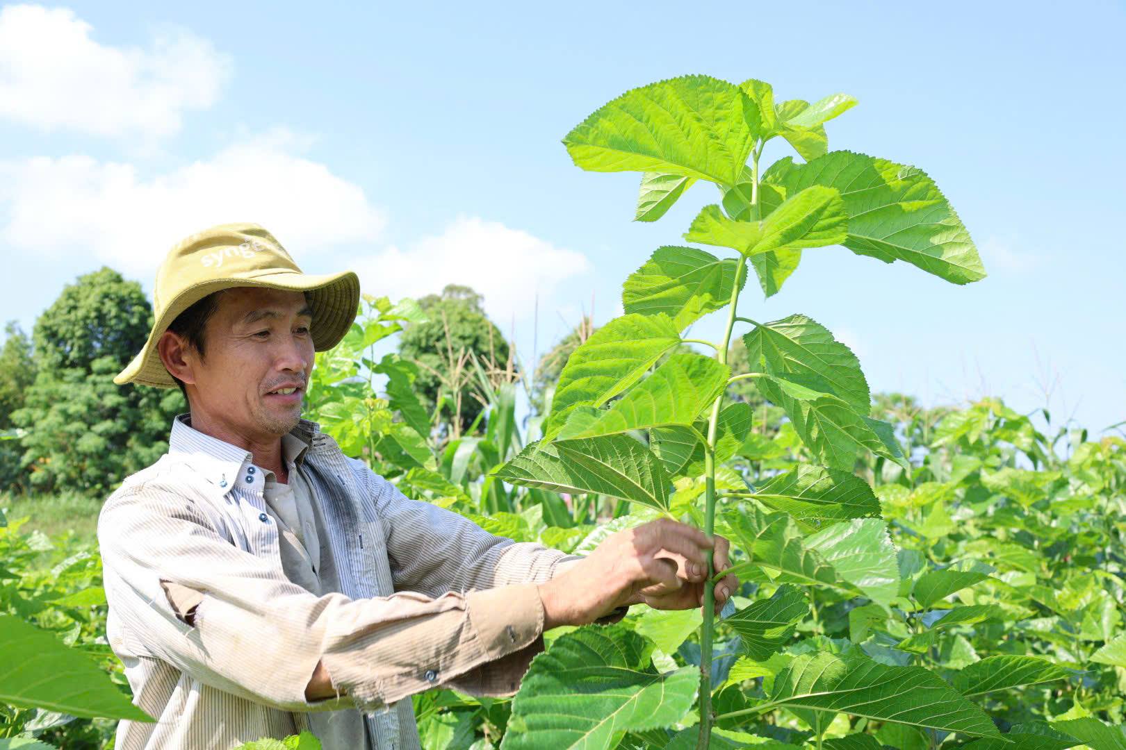 Quảng Ngãi: Người trẻ "thổi lửa" vực dậy nghề nuôi tằm, làm mật mía ven sông Trà Khúc