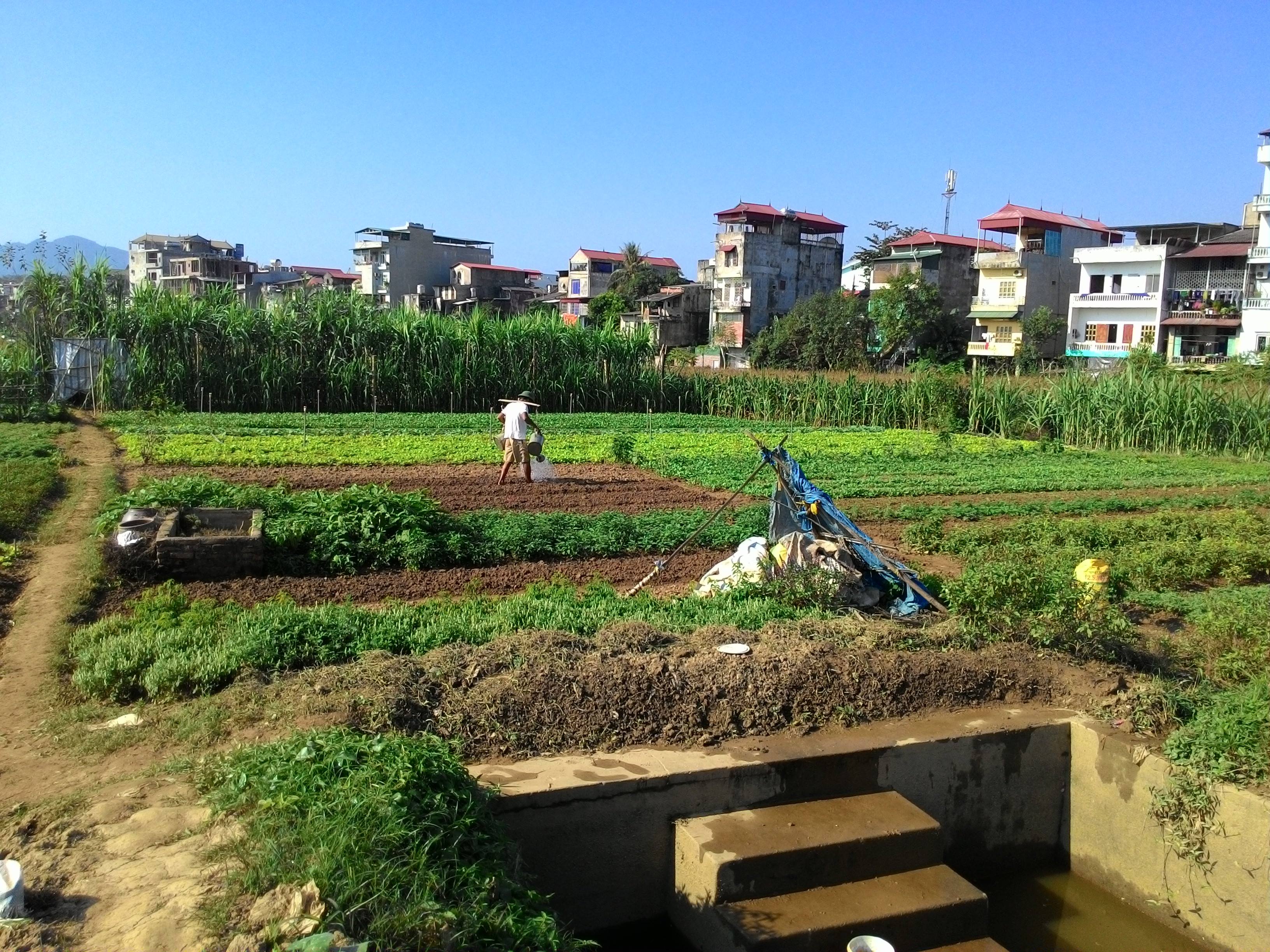 Tăng cường các hoạt động dịch vụ, tư vấn, hỗ trợ nông dân phát triển sản xuất, kinh doanh