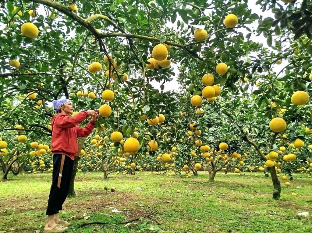 Tỷ phú ở tỉnh Phú Thọ mới là một nông dân trồng bưởi kiểu gì mà quả ngon treo đầy cành, bán sang Anh, Mỹ