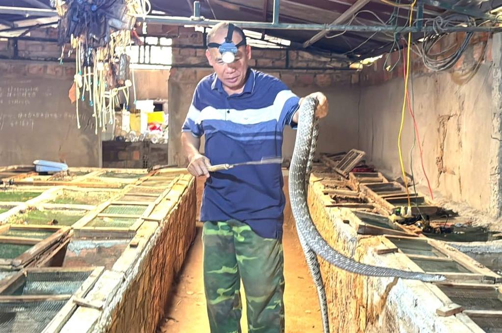 Nuôi rắn ráo trâu, thu nhập hàng trăm triệu đồng mỗi năm