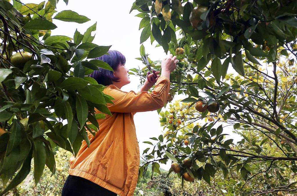 Loạt giải pháp hỗ trợ sản xuất, kết nối tiêu thụ nông sản Quảng Ninh