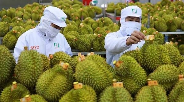 Sầu riêng “lao dốc” và sự im lặng khó hiểu từ cơ quan cấp phép phân bón DAP