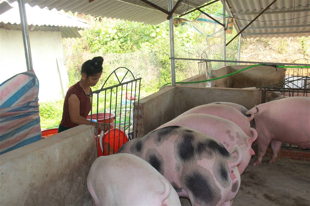 Huyện Mường La (Sơn La): Trên 1.500 hội viên, nông dân được công nhận danh hiệu nông dân sản xuất, kinh doanh giỏi các cấp