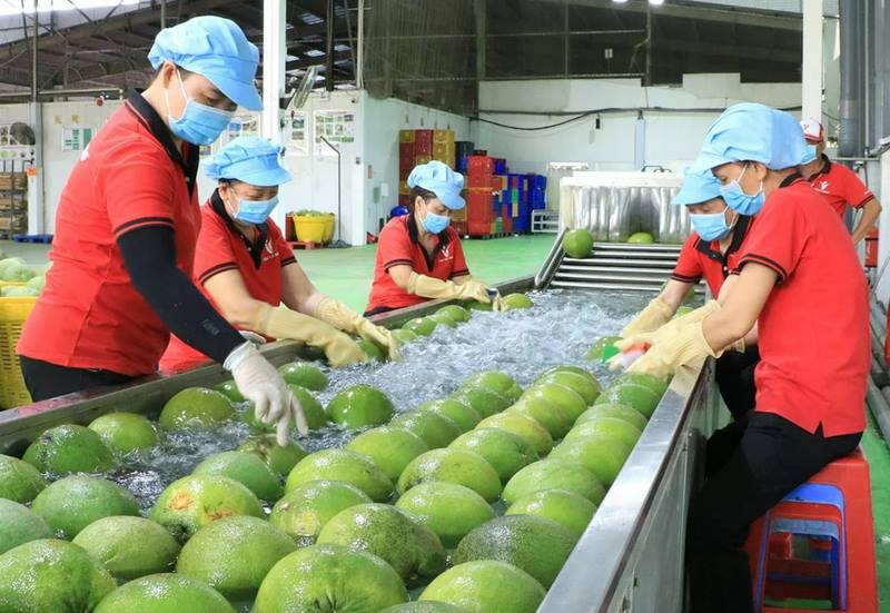 Chuẩn hóa mã số vùng trồng để bảo vệ thương hiệu nông sản Việt