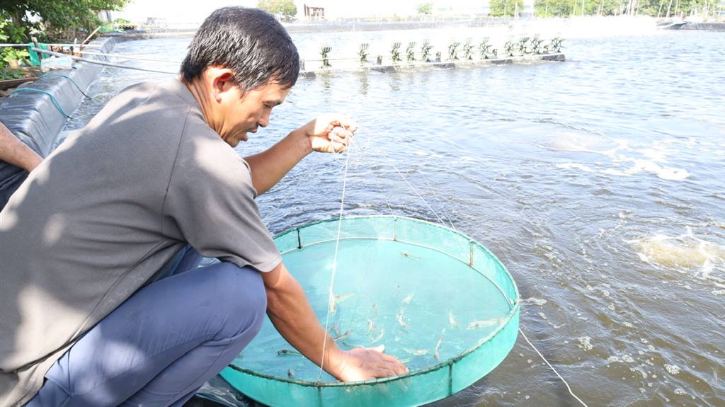 Nuôi tôm công nghệ cao lợi nhuận hơn 1 tỷ đồng mỗi năm