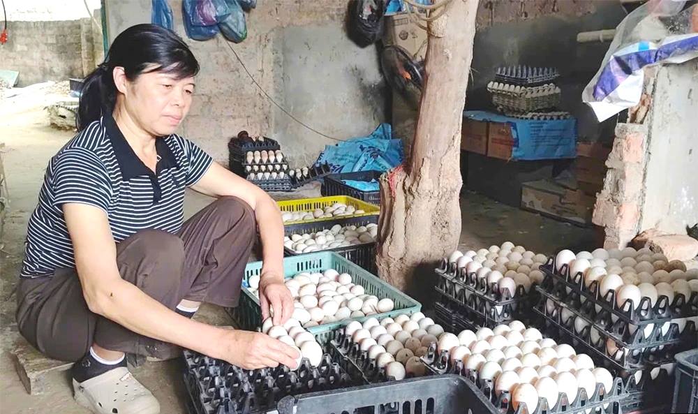 Phú Thọ: Hội viên, nông dân  làm giàu nhờ chăn nuôi tổng hợp