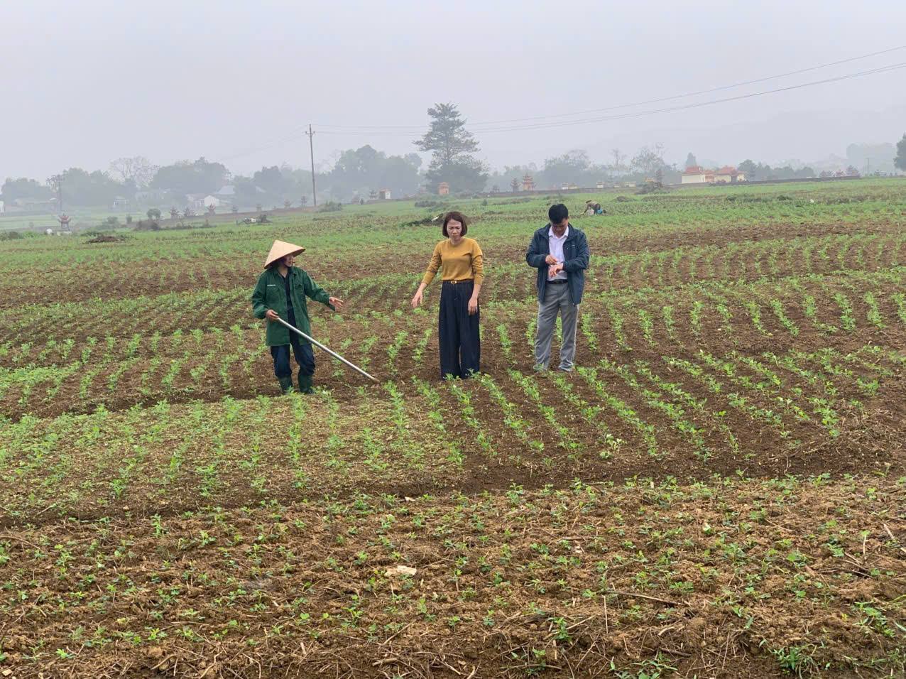 Hiệu quả mô hình liên kết sản xuất lạc tập trung tại xã Vân Bán