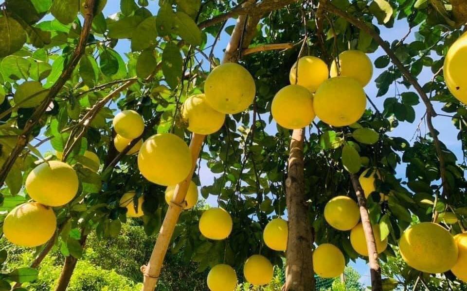 Hà Nội thúc đẩy phát triển sản phẩm nông sản sử dụng địa danh đăng ký nhãn hiệu tập thể