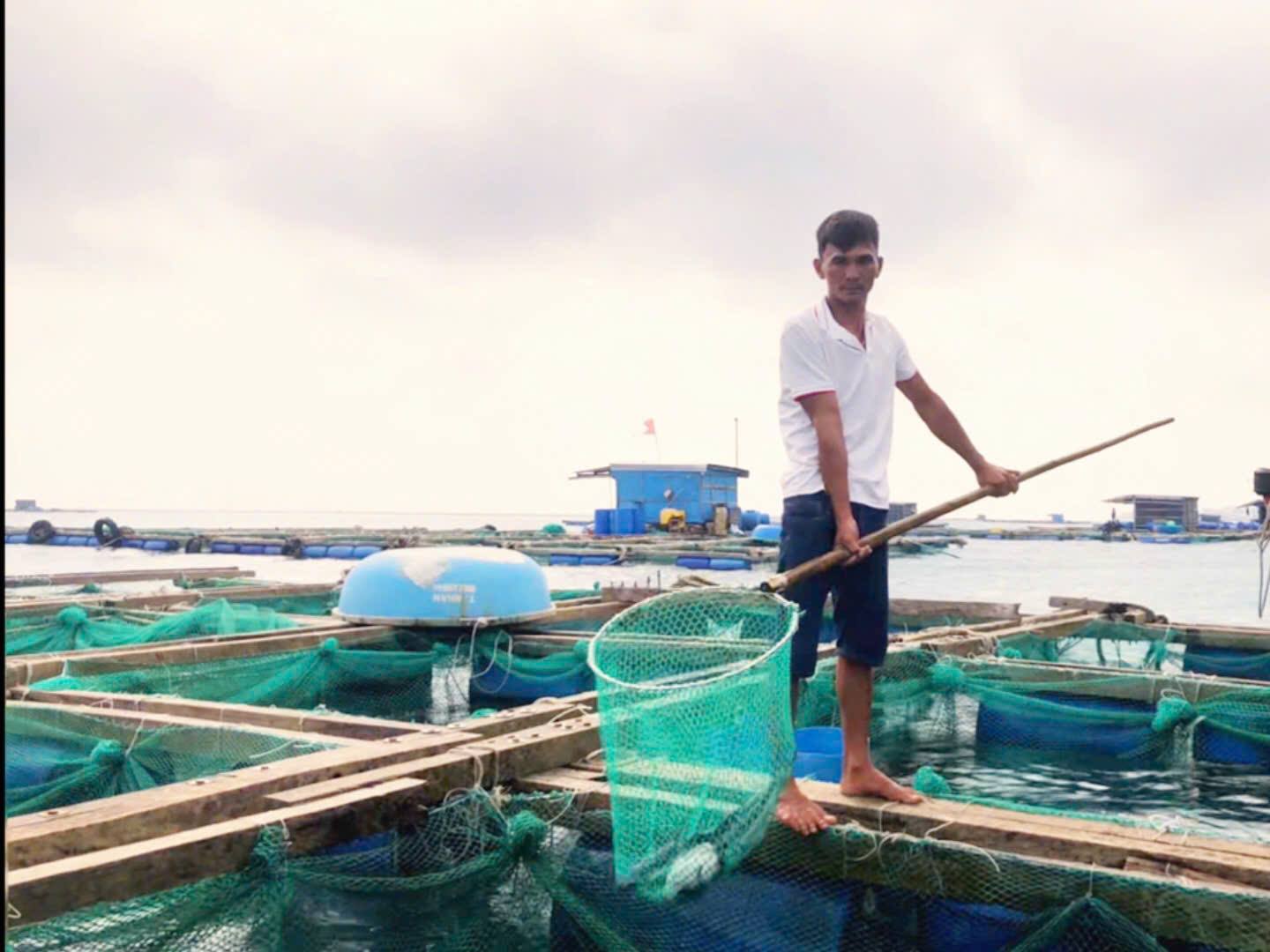 Phát triển kinh tế từ mô hình nuôi cá bớp bằng lồng bè trên biển ở đặc khu Lý Sơn