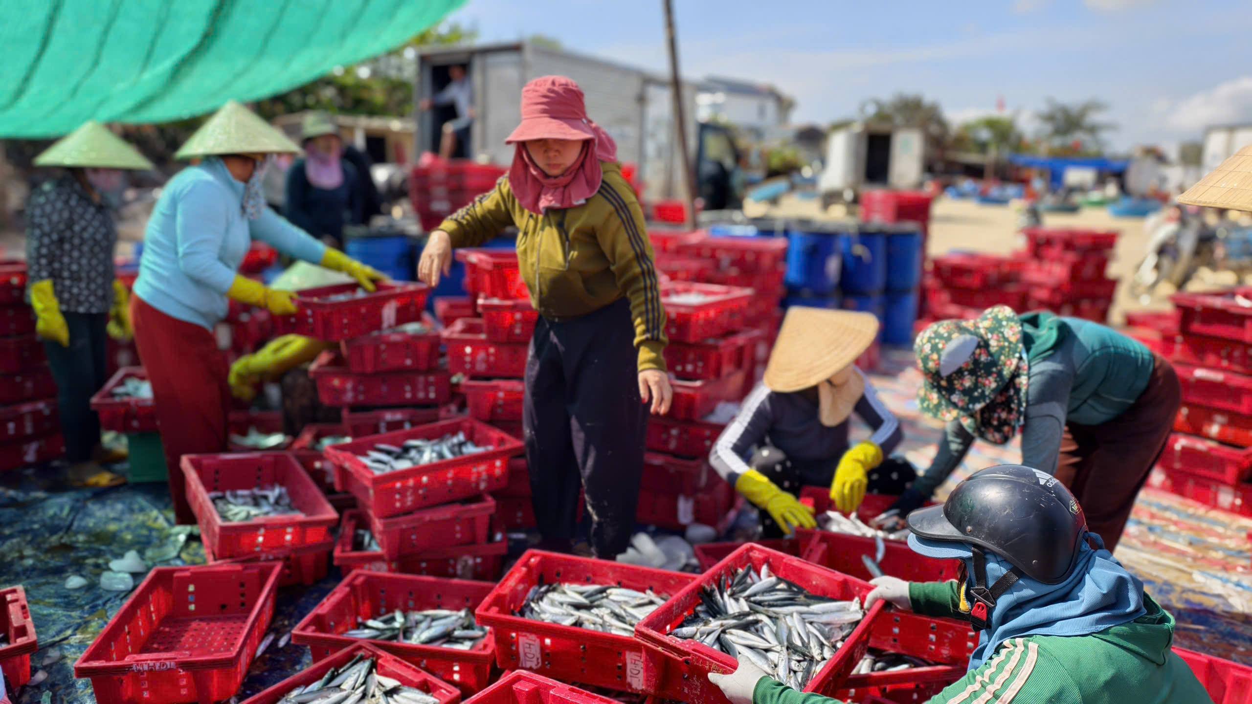 Cá nục đầy khoang, ngư dân Quảng Ngãi trúng lộc đầu năm