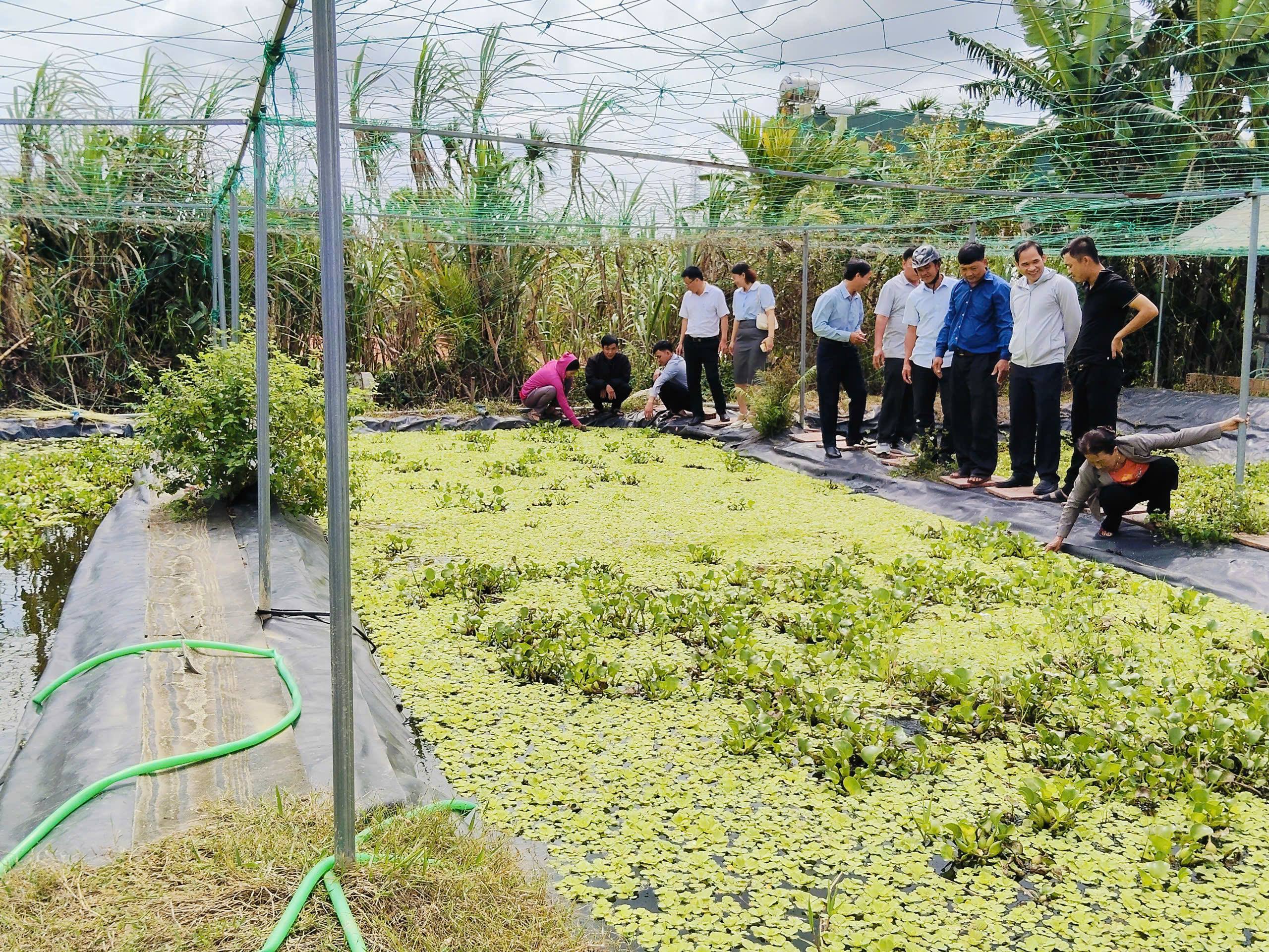 Quảng Ngãi: Hội Nông dân xã Thọ Phong tham quan mô hình nuôi ốc bưu đen
