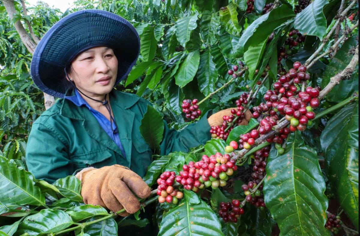 Giá cà phê phục hồi, xuất khẩu kỳ vọng lấy lại đà tăng trưởng