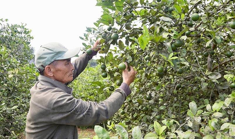Vựa chanh lớn nhất xã miền núi Hà Tĩnh vào mùa thu hoạch