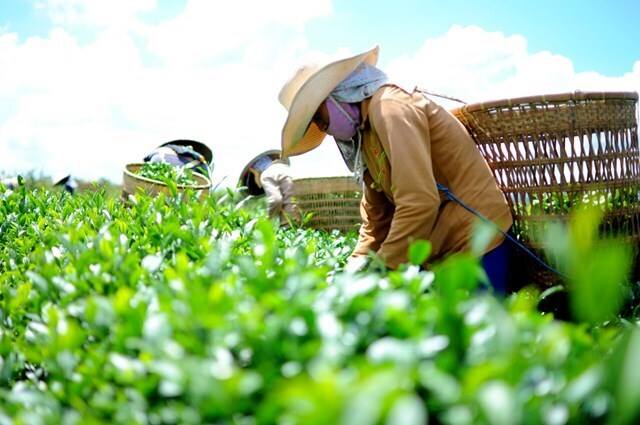 Xuất khẩu chè: Nâng cao năng lực cạnh tranh từ chiến lược dài hạn