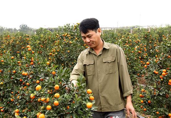 Trồng quất cảnh cho thu nhập cao  ​