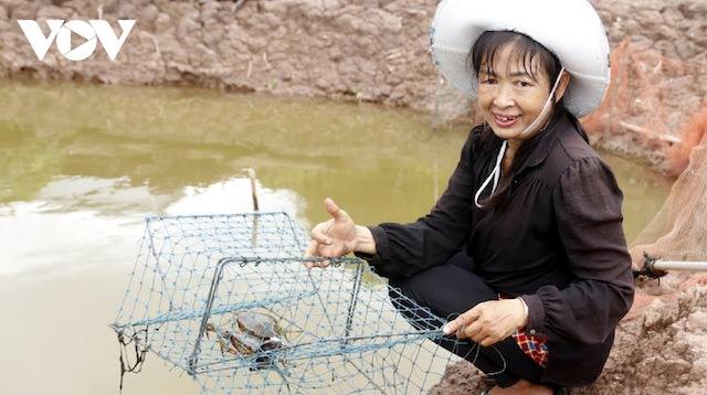 Giá cua biển tăng cao, nông dân Trà Vinh lãi ròng từ 160 triệu đồng/ha