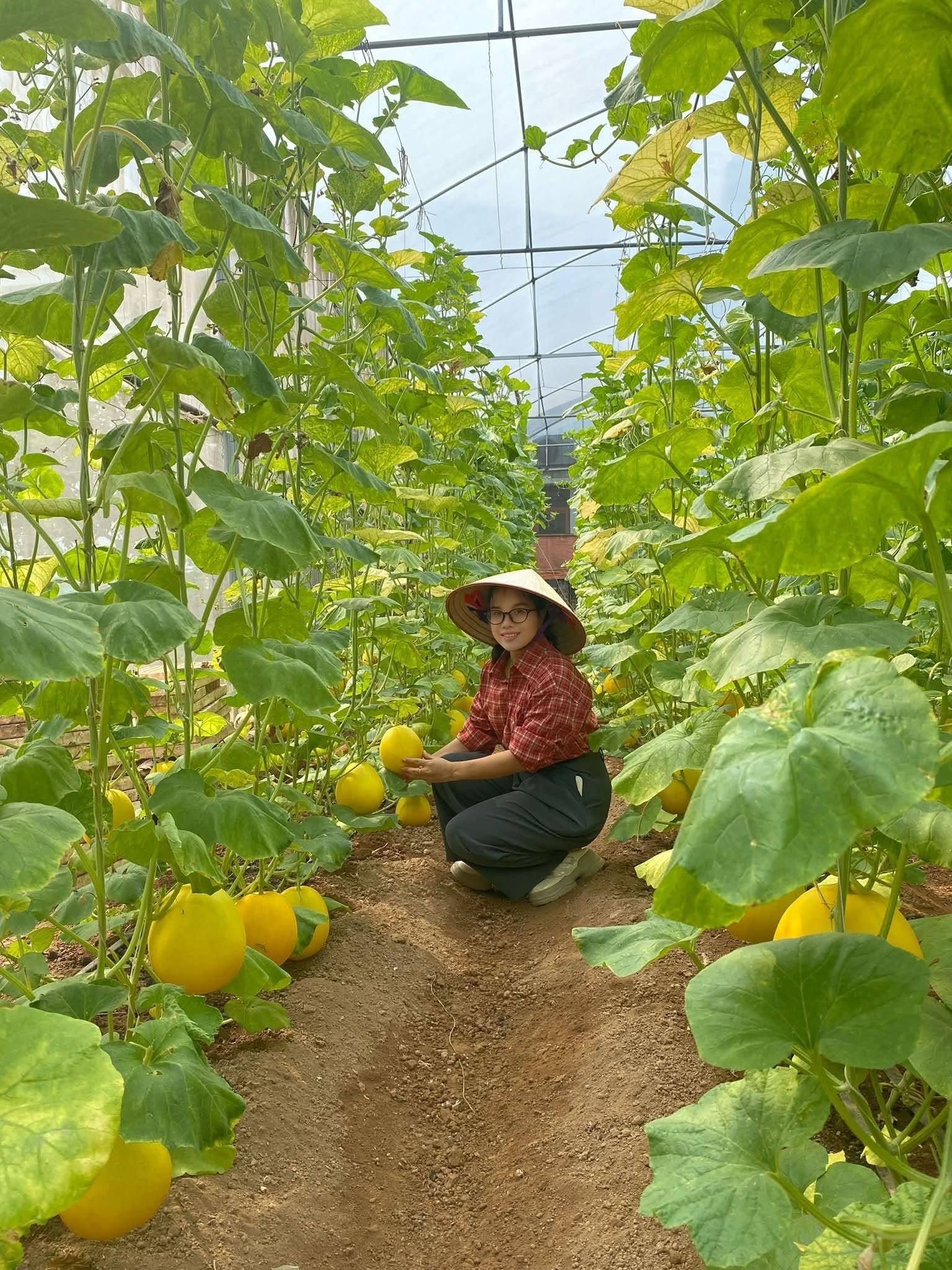 Trồng dưa Kim hoàng hậu hướng đi mới làm giàu cho người nông dân 