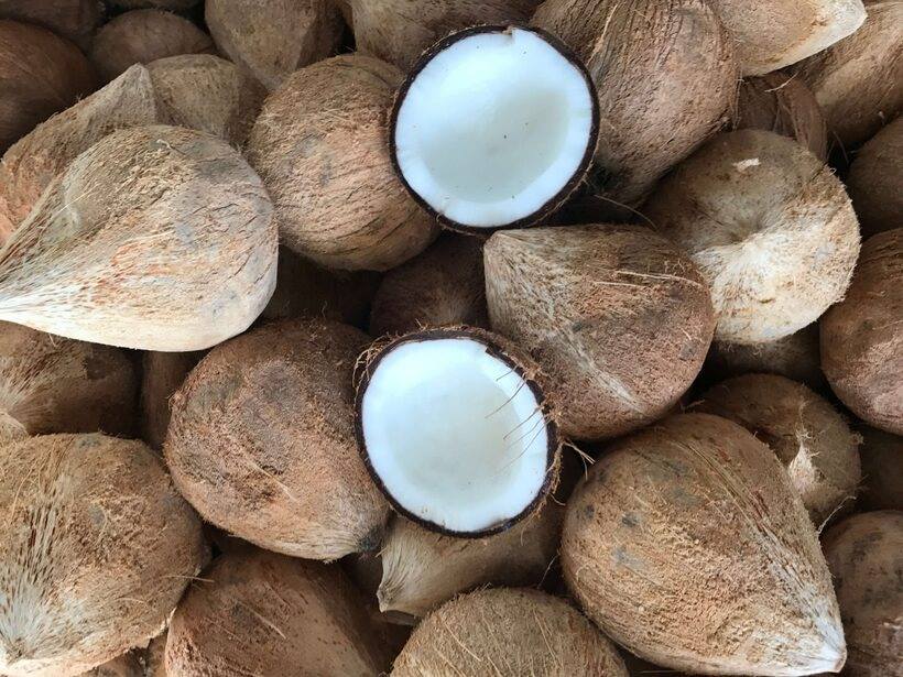 Nhập khẩu dừa chế biến tăng 11,3 lần