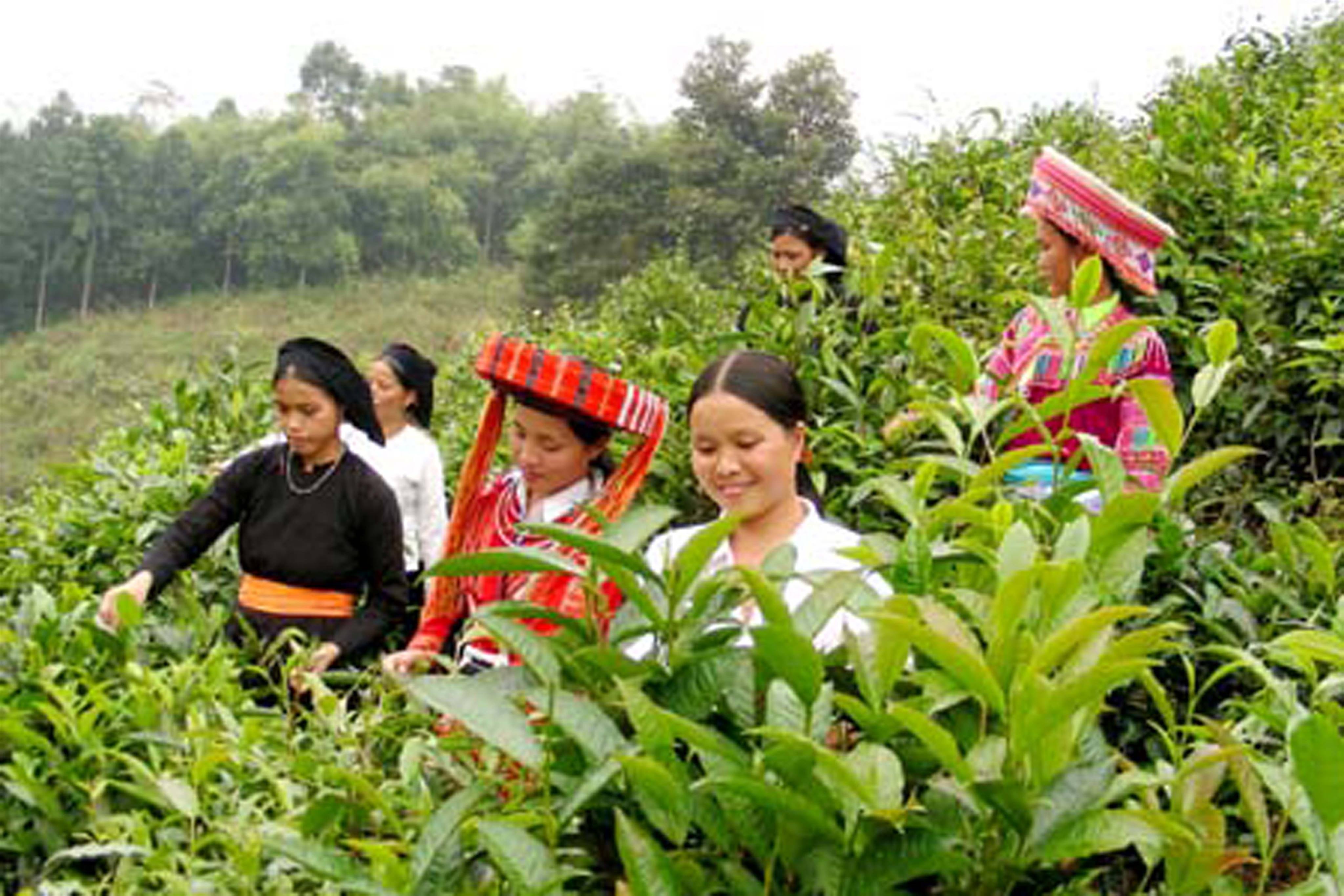 Tuyên Quang: Nâng cao thu nhập  từ cây chè Shan Tuyết
