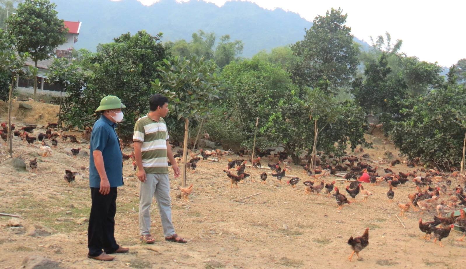 Đổi đời nhờ mô hình nuôi gà thả đồi