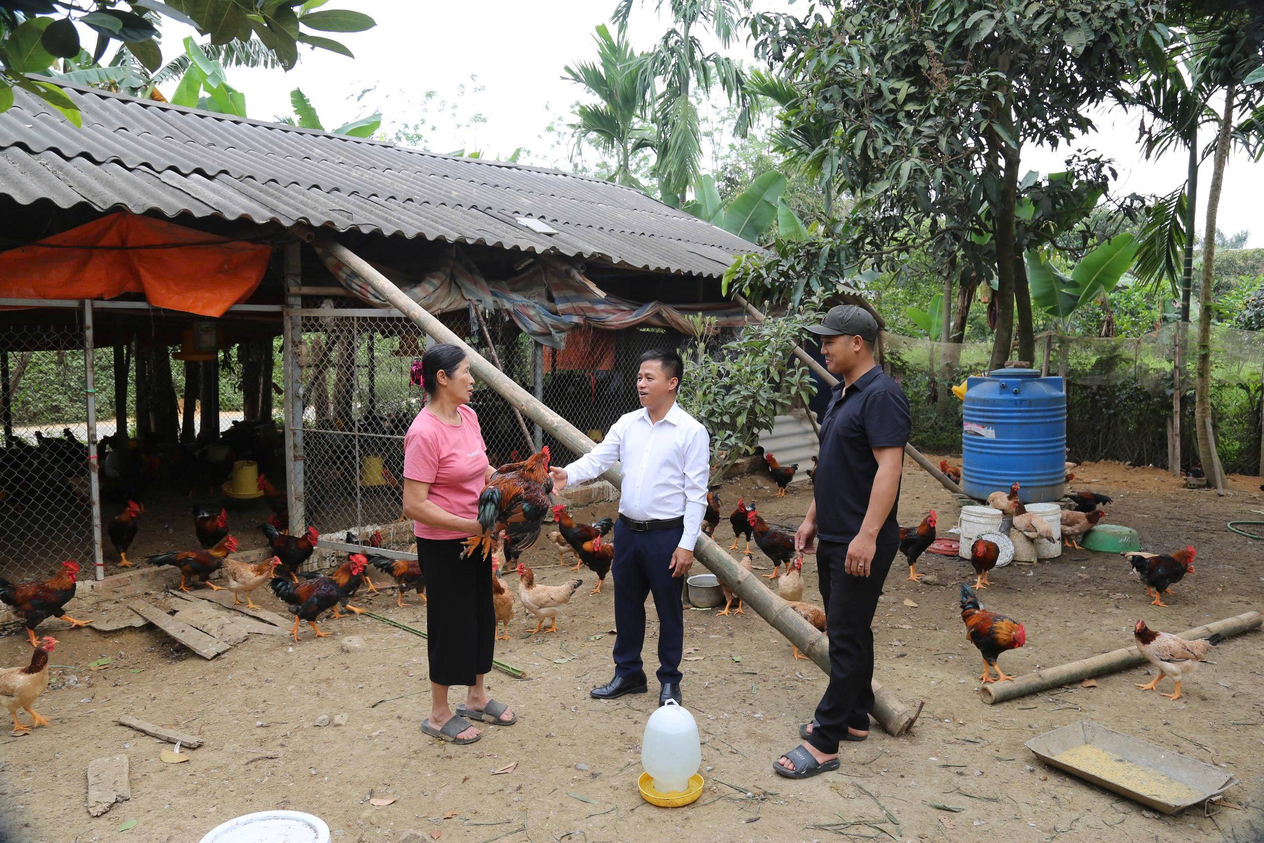 ​  Làm giàu từ gà đặc sản- Mô hình gia trại hiệu quả của hội viên Nguyễn Thị Linh
