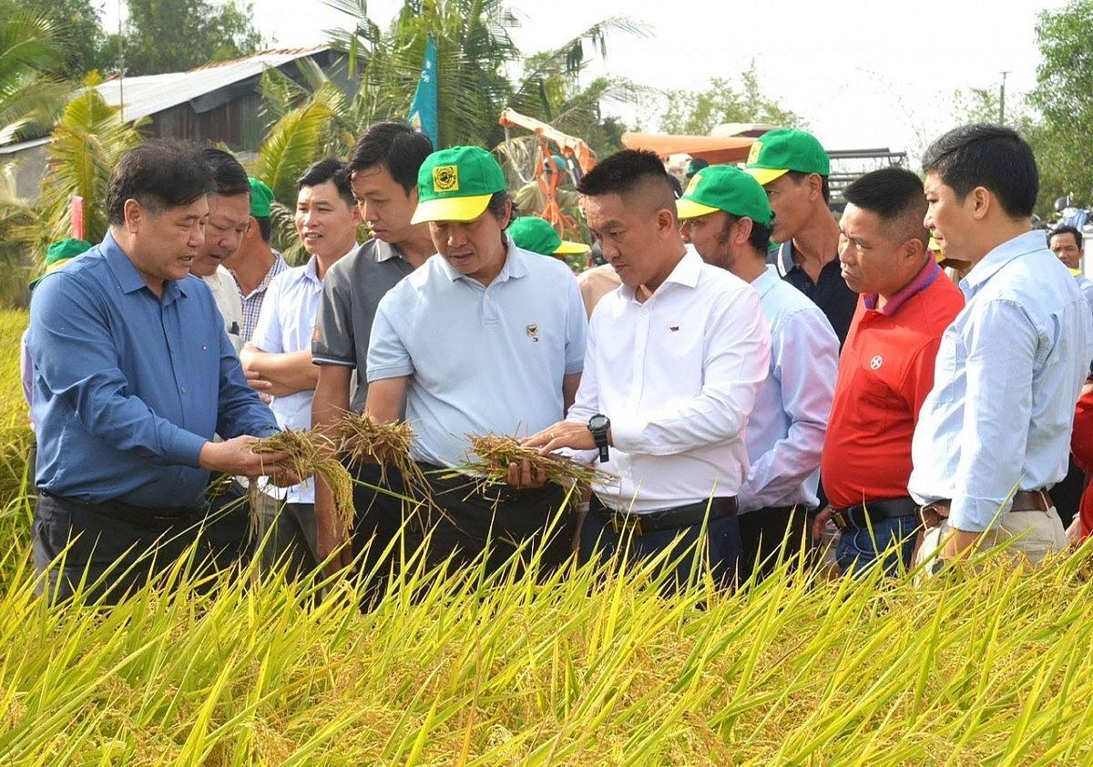 Gạo phát thải thấp: Cơ hội để nâng vị thế gạo Việt trên bản đồ xuất khẩu