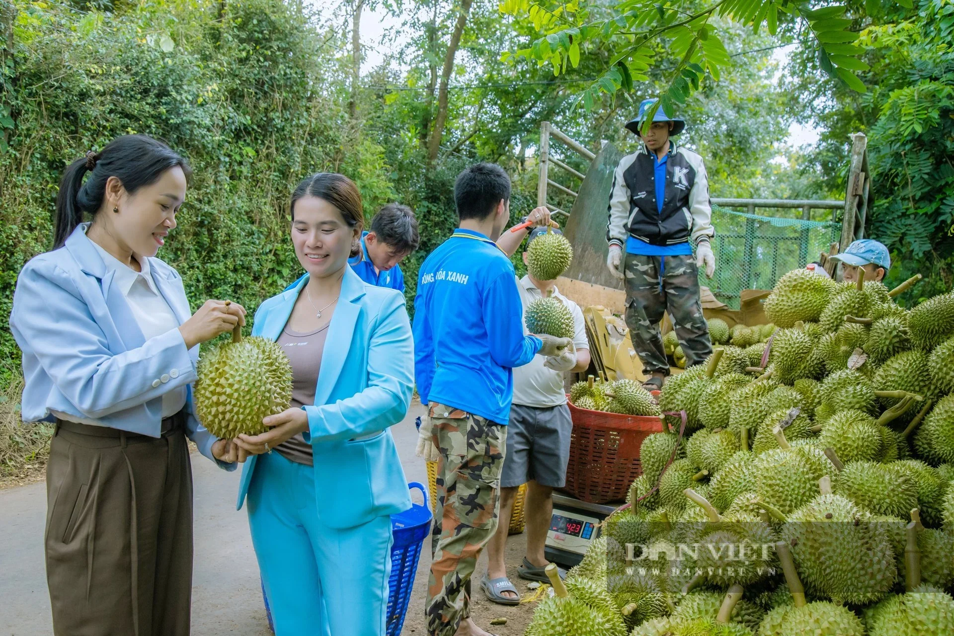 Ba giám đốc là nông dân, nuôi lợn thảo dược, trồng sầu riêng, làm hồng treo gió dẫn dắt xã viên cùng làm giàu 