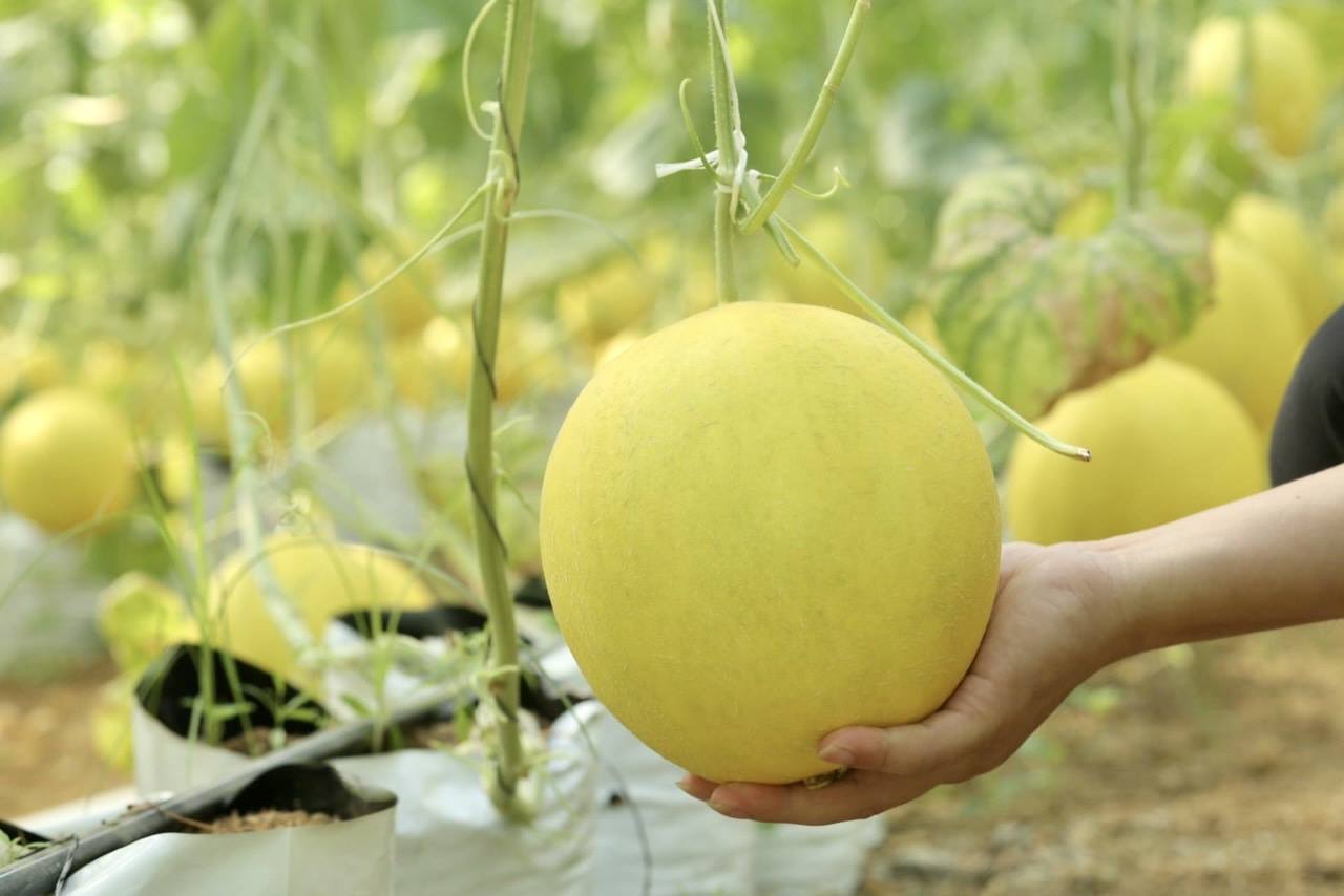 Mở rộng thị trường OCOP - định vị giá trị đặc sản vùng miền trên bản đồ tiêu dùng hiện đại