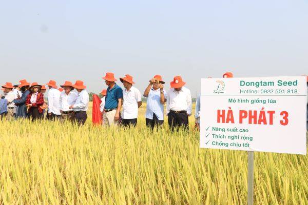 Chuỗi giá trị sản xuất lúa ở Đà Nẵng, lợi đủ đường, giống lúa mới, năng suất cao, cho gạo ngon đưa vào gieo cấy