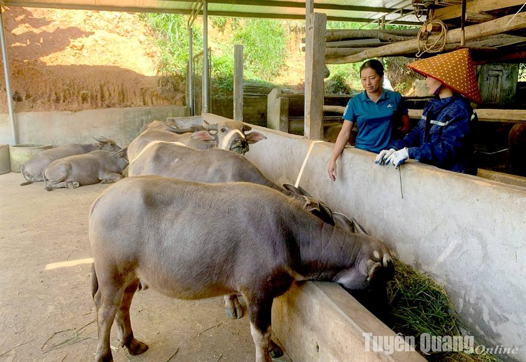 Kiểm soát chặt khâu giết mổ gia súc, gia cầm