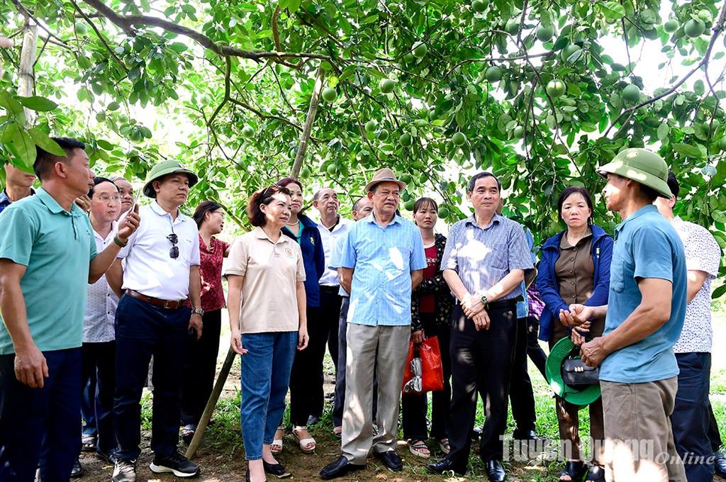 Phát triển bền vững vùng cây ăn quả